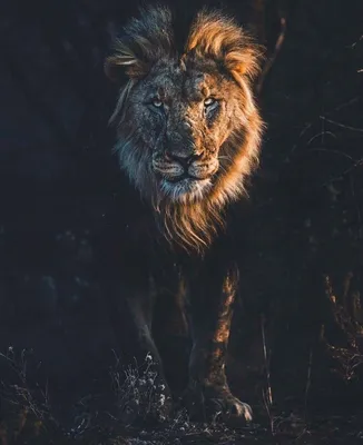 MERAGOR | Рисунок на аву лев в короне