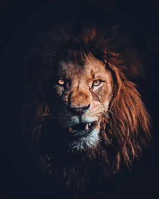 Аватарка Льва на YouTube» — создано в Шедевруме