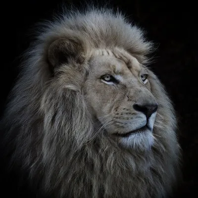 MERAGOR | Скачать морду льва на аву