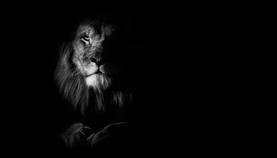 Фото льва на черном фоне 