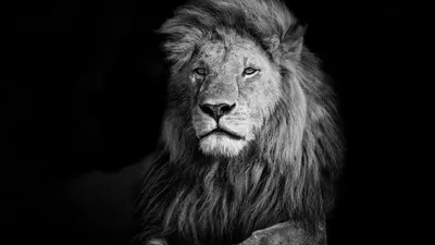 Черный лев обои - 60 фото