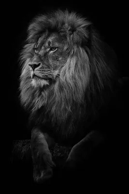 Фото Рычащий лев на черном фоне
