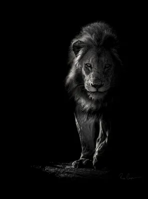 Голова льва на чёрном текстурном …» — создано в Шедевруме