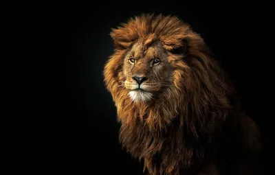 изображение льва с длинной шеей в темноте, картина короля, король, графика  фон картинки и Фото для бесплатной загрузки