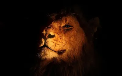 Лицо Льва На Черном Фоне — стоковые фотографии и другие картинки Азиатский  лев - Азиатский лев, Африка, Без людей - iStock