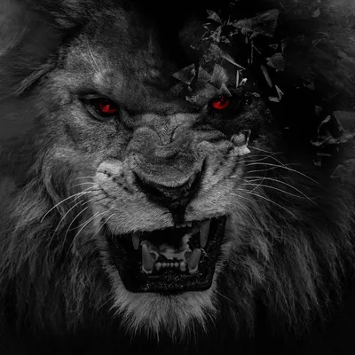 Картина для интерьера лев царь зверей, грозный грива льва, лев на черном  фоне (47) 50х70 - купить по низкой цене в интернет-магазине OZON (998610608)