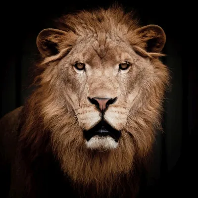 портрет льва на черном фоне. Стоковое Фото - изображение насчитывающей  головка, львев: 235530402