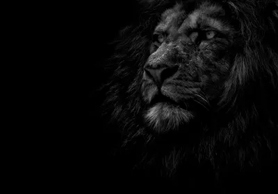 Портрет великолепного льва на черном фоне стоковое фото ©Anutaray 251491592