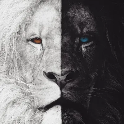Картина для интерьера лев царь зверей, грозный грива льва, лев на черном  фоне (46) 30х40 - купить по низкой цене в интернет-магазине OZON (998610760)