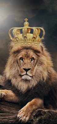 Обои Лев, король, Корона 3840x2160 UHD 4K Изображение