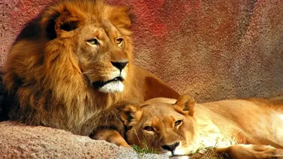 Фотографии Львы Большие кошки лев с львицей Животные 1920x1080