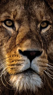 Обои отношение льва, Лев, король-лев, Он живет в тебе, волосы на телефон  Android, 1080x1920 картинки и фото бесплатно