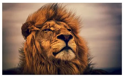Картинки льва на аву (71 фото)