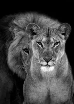 Фото льва на обои фотографии