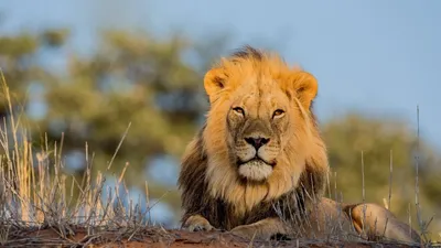 Лев в природе (53 фото) - 53 фото