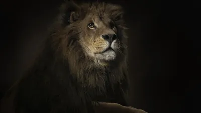 Лев царь - 69 фото