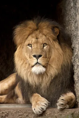 Лев животное играет в телефон 4k …» — создано в Шедевруме