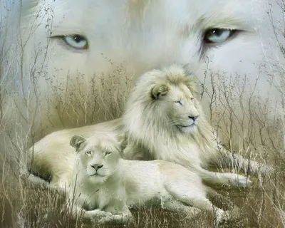 Обои лев и львица - 63 фото