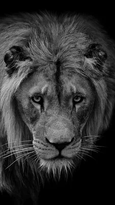 Фотообои на заказ, настенные 3D-обои с изображением короля льва, белого и  черного цветов | AliExpress