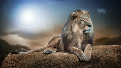 Обои Лев, белый Лев, живая природа, масаи Лев, кошачьих на телефон Android,  1080x1920 картинки и фото бесплатно
