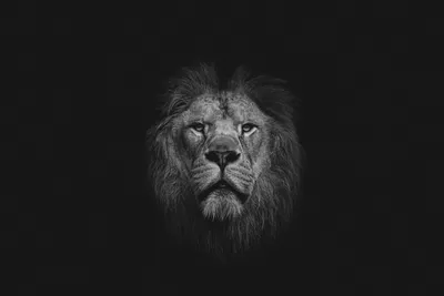 Красочный рисованной мордой льва, абстрактный красочный фон Stock  Illustration | Adobe Stock