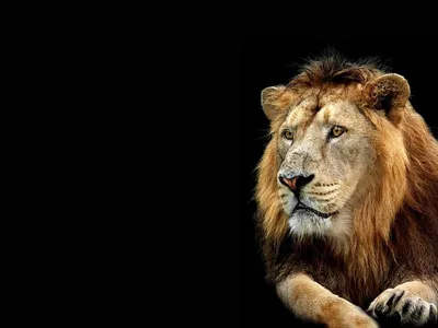 Купить обои Обои фильм Король Лев (Lion King Simba) в интернет-магазине в  Москве от производителя Designecoprint