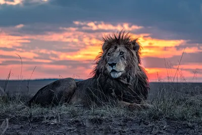 Потрясающие фотографии самого старого льва в Кении | PhotoWebExpo | Дзен