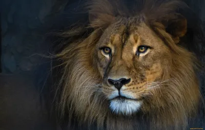 Зачем льву грива, она же мешает охоте? 5 небанальных фактов про львов |  Популярная наука | Дзен