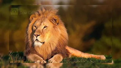 Почему у льва грива - Дом Сказки