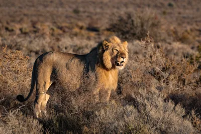 В Зимбабве предстанут перед судом охотники, организовавшие убийство  знаменитого льва | Euronews