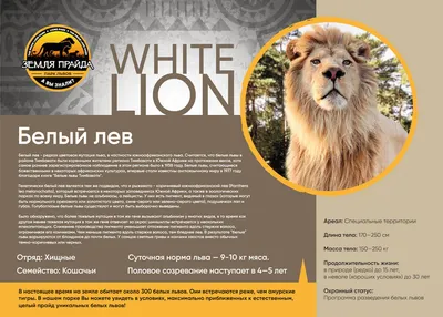 Накладка «Голова льва» Ф6349 - купить в Москве | Мастерская «Калежа»