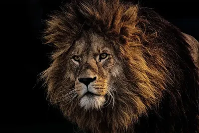 Всемирный день льва: какие угрозы существуют для больших кошек в Африке —  Новости мира сегодня NTDНовости мира сегодня NTD