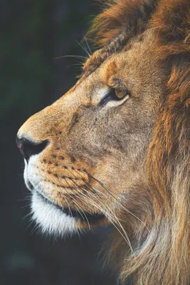 рык льва стоковое изображение. изображение насчитывающей львев - 5106253