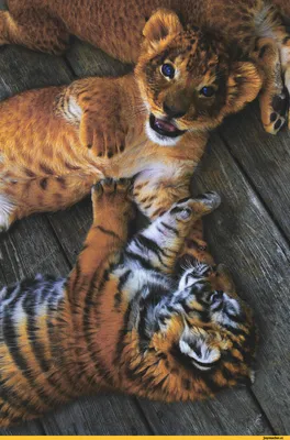 Фото львят и тигрят 