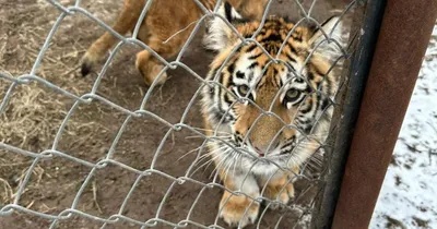 Стала известна судьба львят и бенгальских тигрят, конфискованных в  Астрахани | Радиостанция «Южная Волна»