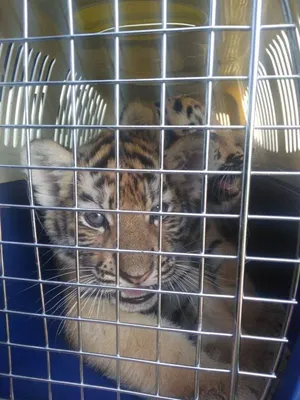 Четверых тигрят и львят пытались незаконно вывезти из России - Лента  новостей Крыма