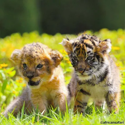 Лучшие друзья: Восхитительные фотографии тигренка и львенка в японском  сафари-парке » 24Warez.ru - Эксклюзивные НОВИНКИ и РЕЛИЗЫ