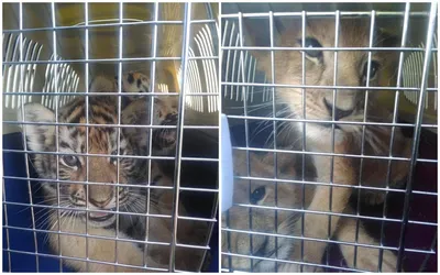 Четырех львят и тигрят обнаружили в машине в Астраханской области | АРБУЗ