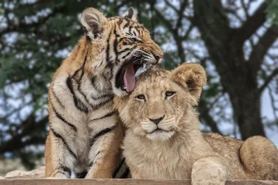 Что будет, если вместе растить тигренка и львенка | Заметки о животных |  Дзен