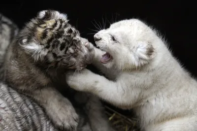 Белые львята и тигрята