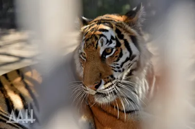 Белые львята и тигрята. Обсуждение на LiveInternet - Российский Сервис  Онлайн-Дневников