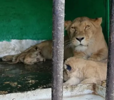 В барнаульском зоопарке вслед за тигрятами родились львята