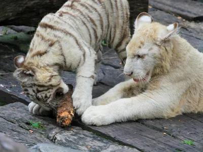 Овчарка выкормила молоком четырех тигрят в зоопарке Мариуполя. Как себя вел  отец (РЕПОРТАЖ) - Репортажи - ДАН