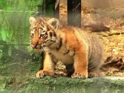 В уфимском зоопарке бэби-бум: родились шестеро львят и тигрят - KP.RU