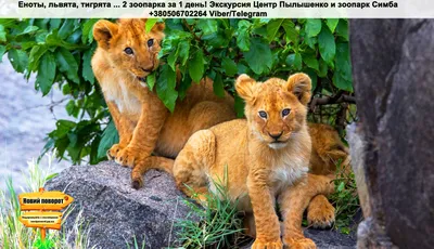 Блог Олега Зубкова: Амурские хищники в Тайгане