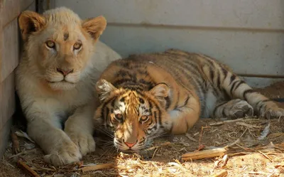 Что будет, если вместе растить тигренка и львенка | Заметки о животных |  Дзен