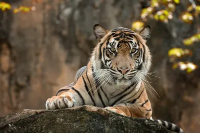 Контрабандных львят и тигрят передали астраханскому зоопарку