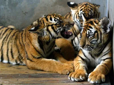 Дока Энтла из «Короля тигров» обвинили в жестоком обращении с животными и  контрабанде львят - Афиша Daily