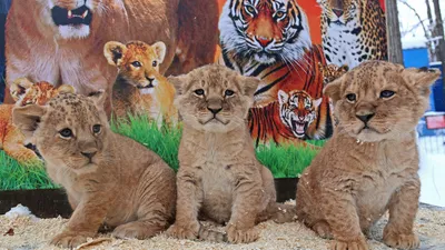 Лучшие фото кошек 2021: львята из Лейпцига, леопард в отеле и гепард,  которого спасли в Сомали