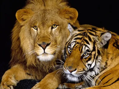 В Ряжском зоопарке родились трое тигрят, четыре львенка, пятеро волчат и